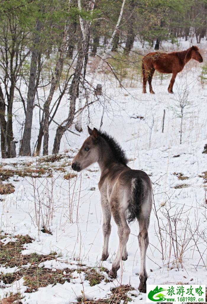呼伦贝尔有哪些景区 呼伦贝尔旅游攻略2017
