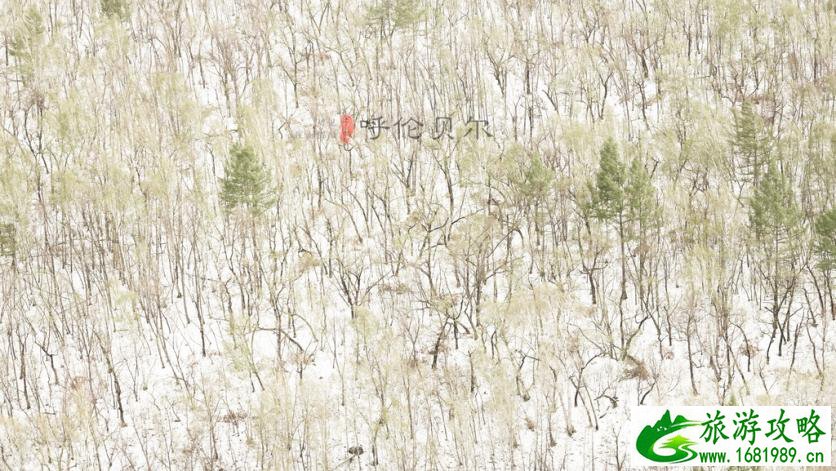呼伦贝尔有哪些景区 呼伦贝尔旅游攻略2017