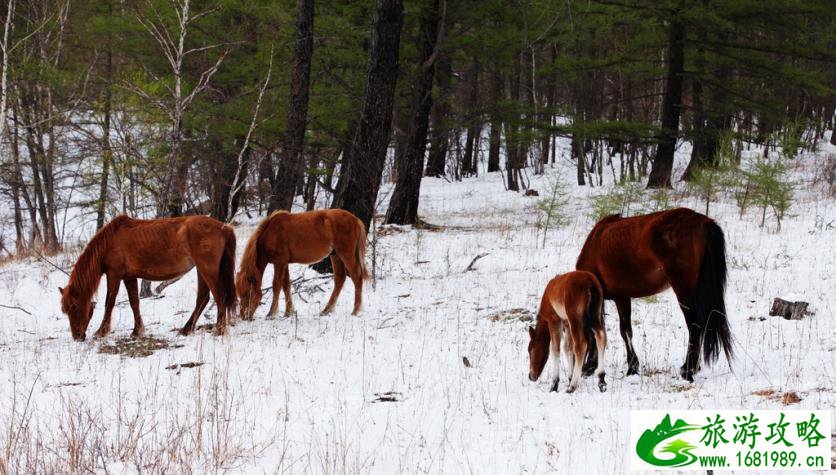呼伦贝尔有哪些景区 呼伦贝尔旅游攻略2017