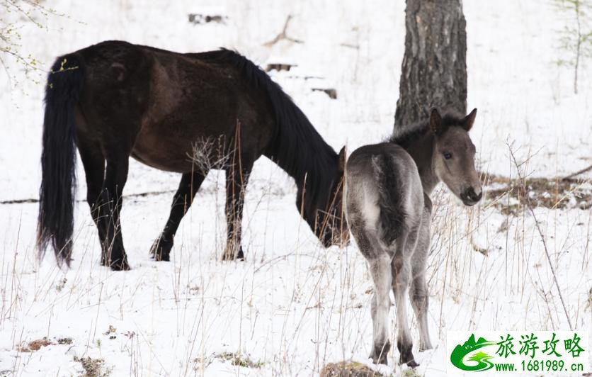 呼伦贝尔有哪些景区 呼伦贝尔旅游攻略2017