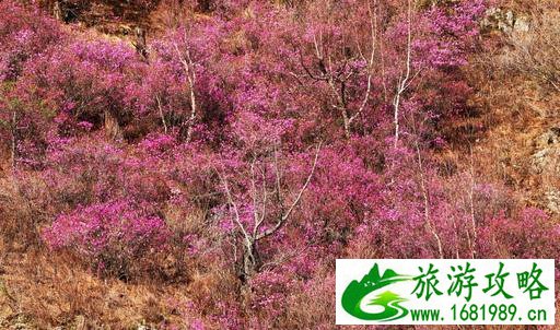 呼伦贝尔有哪些景区 呼伦贝尔旅游攻略2017