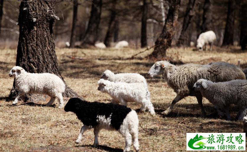 呼伦贝尔有哪些景区 呼伦贝尔旅游攻略2017