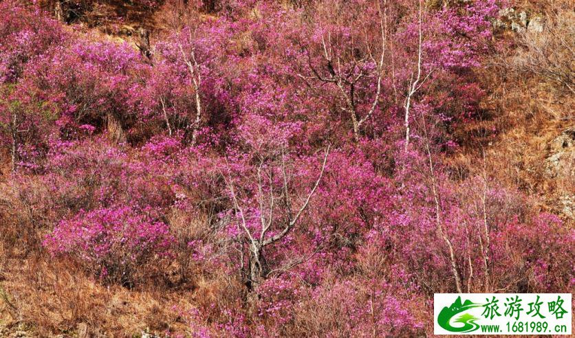 呼伦贝尔有哪些景区 呼伦贝尔旅游攻略2017