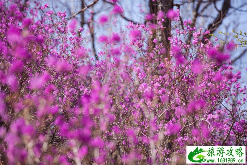 呼伦贝尔有哪些景区 呼伦贝尔旅游攻略2017