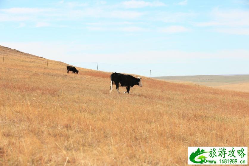 呼伦贝尔有哪些景区 呼伦贝尔旅游攻略2017