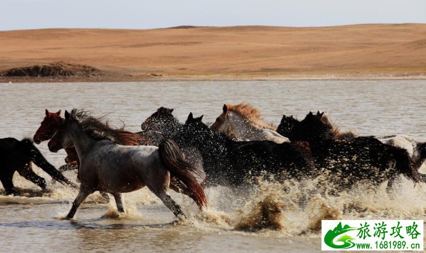 呼伦贝尔有哪些景区 呼伦贝尔旅游攻略2017