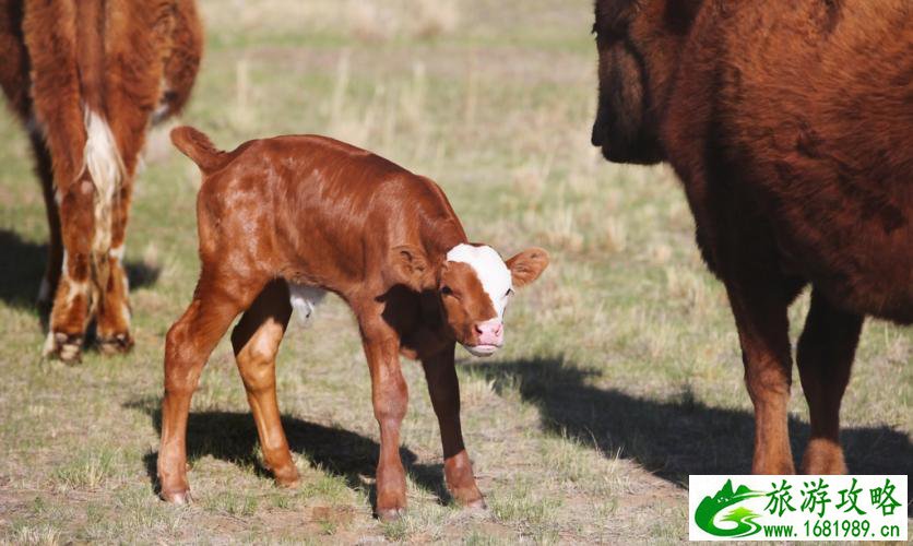 呼伦贝尔有哪些景区 呼伦贝尔旅游攻略2017