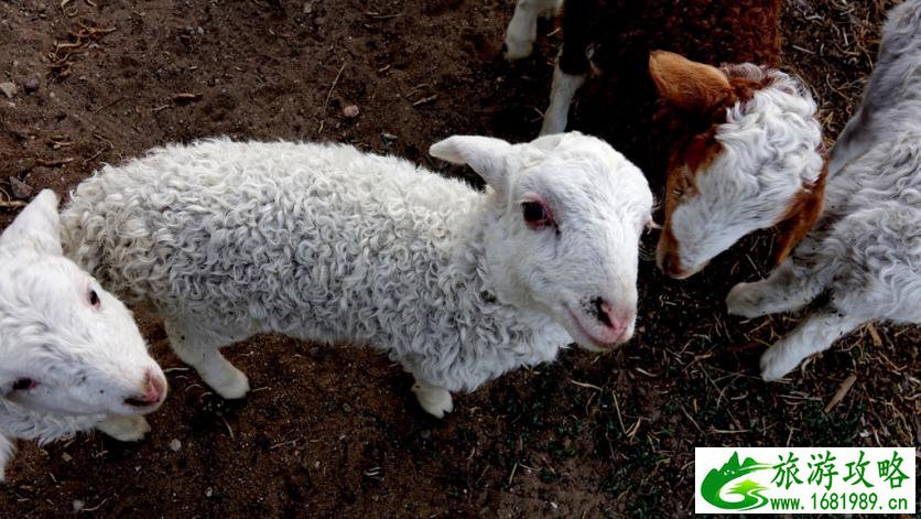 呼伦贝尔有哪些景区 呼伦贝尔旅游攻略2017