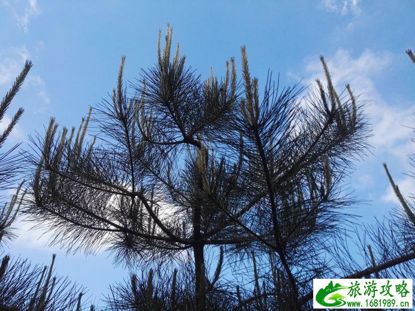 龟峰山风景区好玩吗 龟峰山旅游攻略