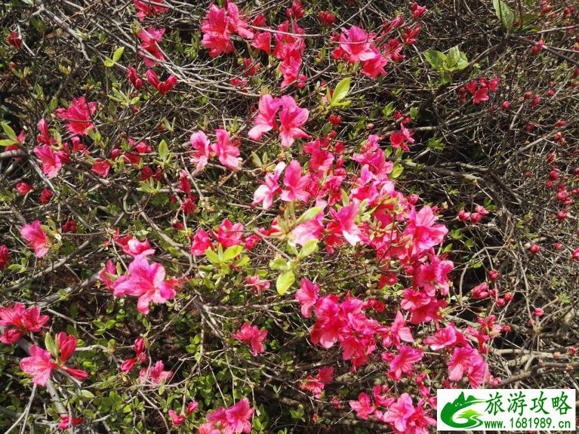 龟峰山风景区好玩吗 龟峰山旅游攻略