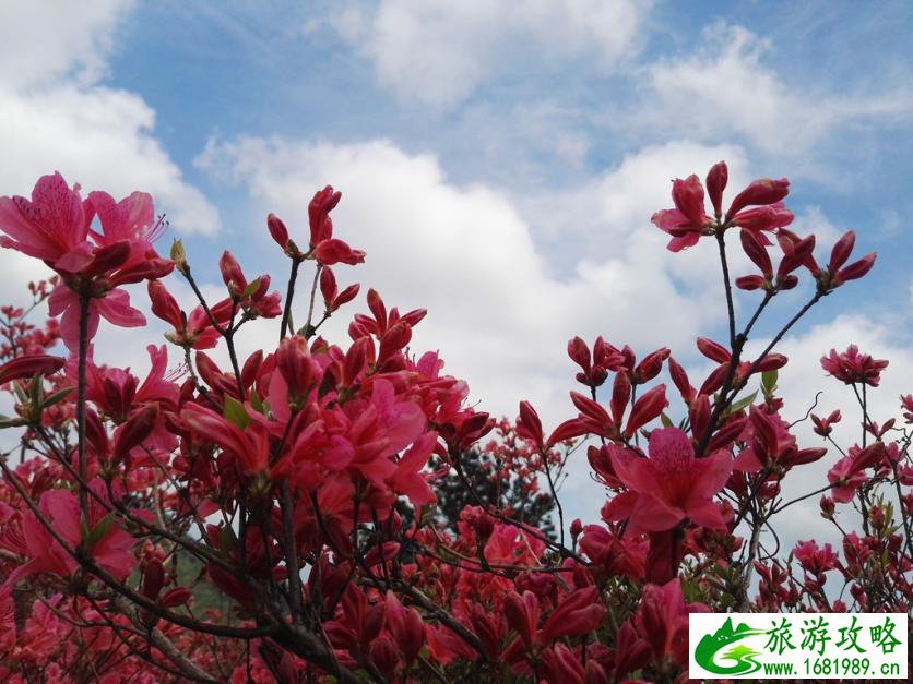 龟峰山风景区好玩吗 龟峰山旅游攻略