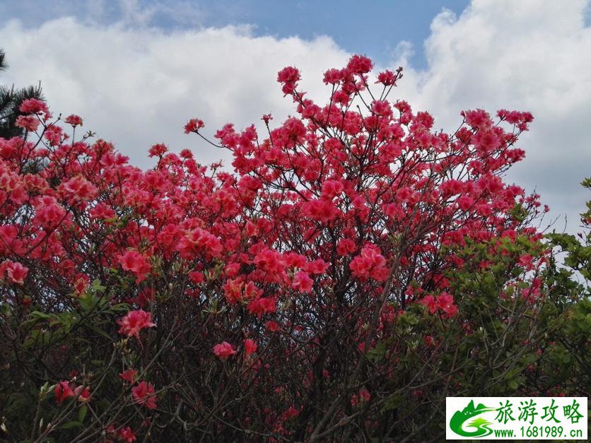 龟峰山风景区好玩吗 龟峰山旅游攻略