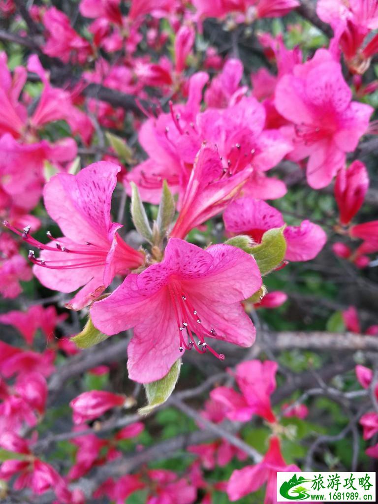 龟峰山风景区好玩吗 龟峰山旅游攻略