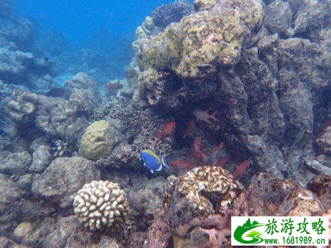 芙拉瓦丽岛怎么样 芙拉瓦丽岛旅游攻略