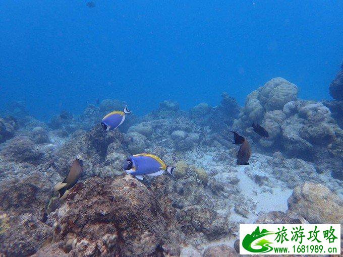 芙拉瓦丽岛怎么样 芙拉瓦丽岛旅游攻略