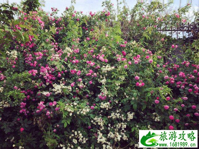 日照有什么好玩的地方 日照自驾游攻略 日照有什么好玩的地方 日照自驾游攻略