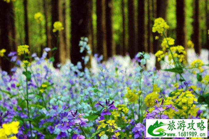 日照有什么好玩的地方 日照自驾游攻略 日照有什么好玩的地方 日照自驾游攻略