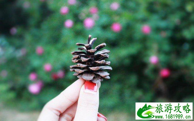 日照有什么好玩的地方 日照自驾游攻略 日照有什么好玩的地方 日照自驾游攻略