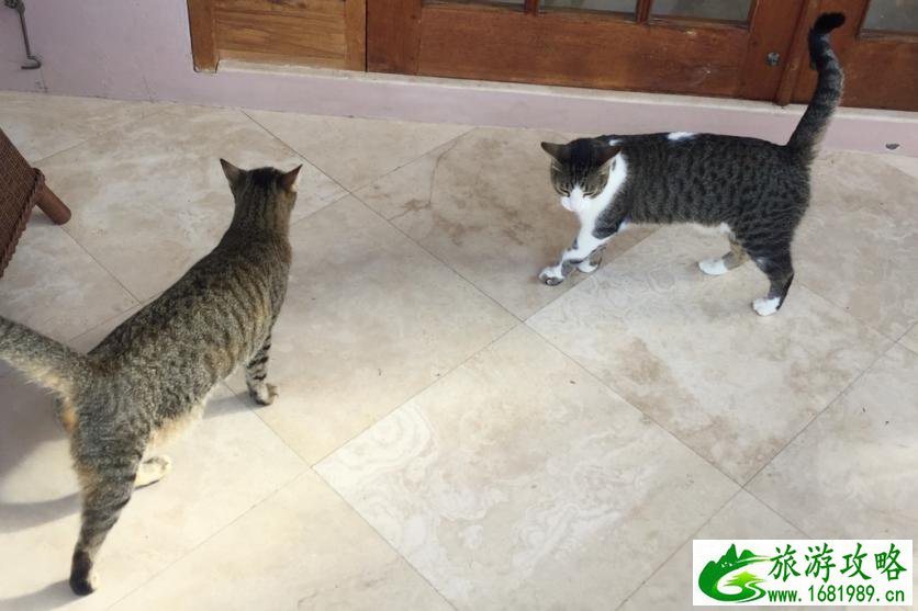 金斯敦旅游攻略2017 金斯敦旅行安全吗 金斯敦旅游攻略2017 金斯敦旅行安全吗