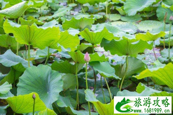 南浔古镇有什么好玩的 南浔古镇自由行攻略 南浔古镇有什么好玩的 南浔古镇自由行攻略