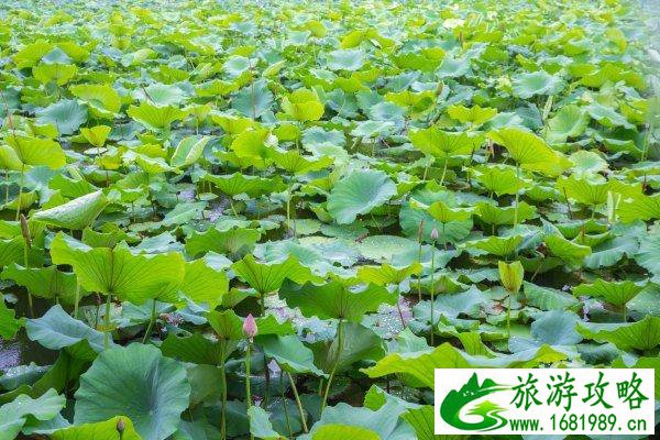 南浔古镇有什么好玩的 南浔古镇自由行攻略 南浔古镇有什么好玩的 南浔古镇自由行攻略