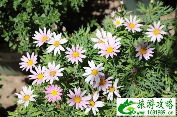 泸沽湖有哪些景点 泸沽湖有什么好吃的 泸沽湖有哪些景点 泸沽湖有什么好吃的