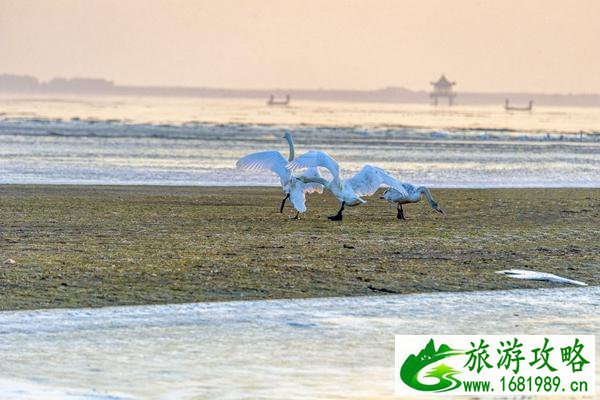 上海金山城市沙滩游玩攻略