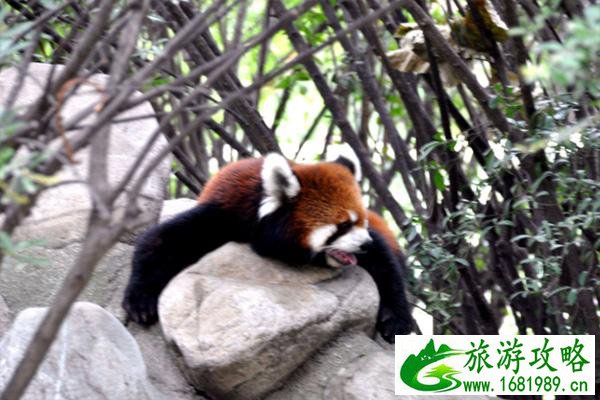 2022西安秦岭野生动物园开放时间 2022西安秦岭野生动物园开放时间