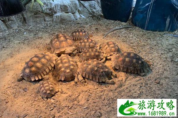 武汉极地海洋世界游玩攻略