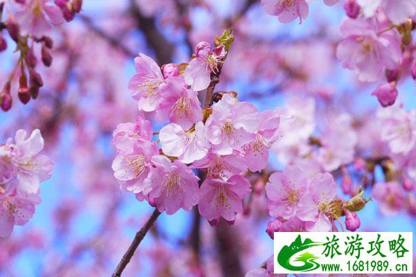 2022重庆江津美樱花海好玩吗 一日游攻略路线推荐 2022重庆江津美樱花海好玩吗 一日游攻略路线推荐