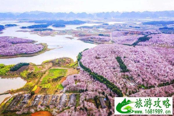 2022重庆江津美樱花海好玩吗 一日游攻略路线推荐 2022重庆江津美樱花海好玩吗 一日游攻略路线推荐