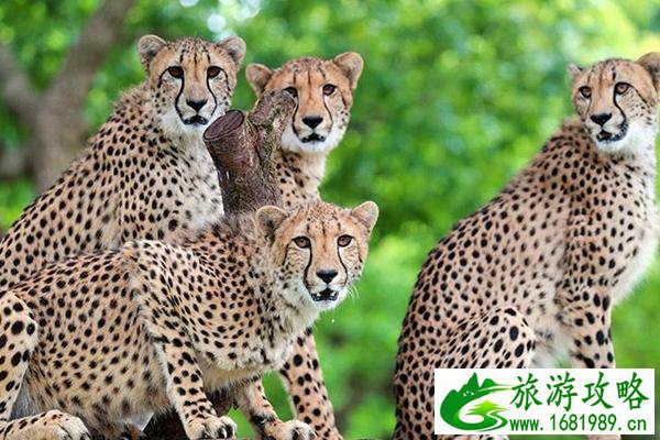 上海野生动物园门票优惠政策2022 上海野生动物园门票优惠政策2022