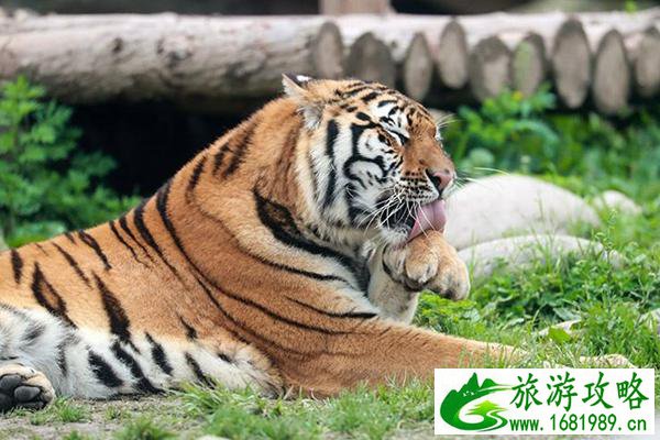 上海野生动物园门票优惠政策2022 上海野生动物园门票优惠政策2022