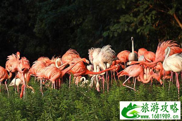 上海野生动物园门票优惠政策2022 上海野生动物园门票优惠政策2022