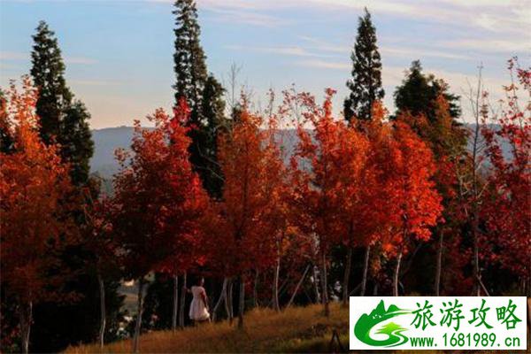 海口林场森林公园门票多少钱 海口林场地址交通指南