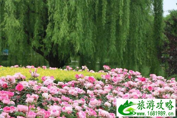 杭州余杭哪里有月季花可以观赏