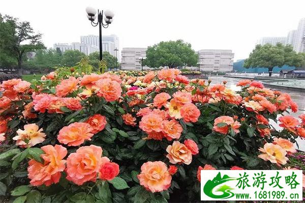 杭州余杭哪里有月季花可以观赏