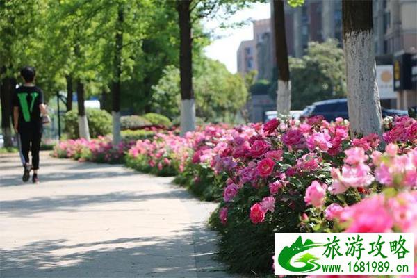 杭州余杭哪里有月季花可以观赏