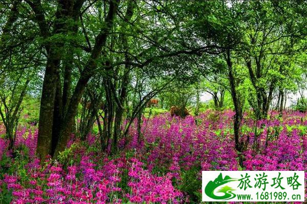 汉源报春花在哪看 有哪些特产 汉源报春花在哪看 有哪些特产