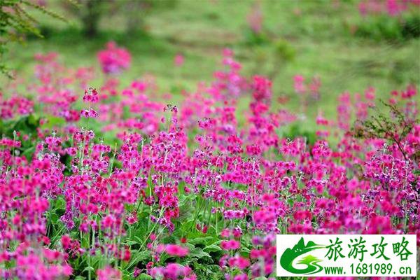 汉源报春花在哪看 有哪些特产 汉源报春花在哪看 有哪些特产