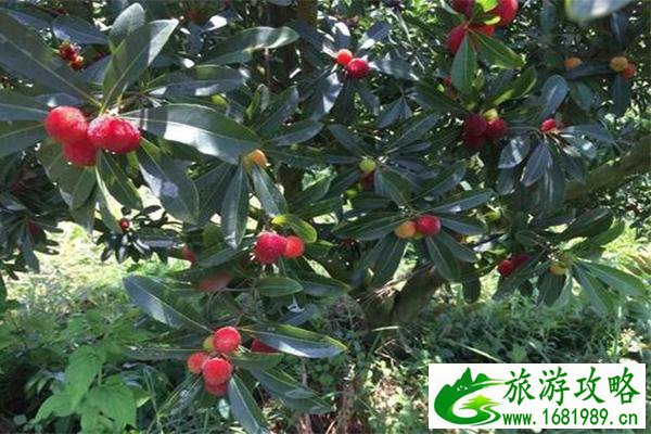 南昌花果山金果小镇生态园樱桃采摘攻略