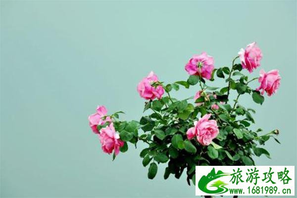 南阳月季公园简介 要门票吗-赏花指南