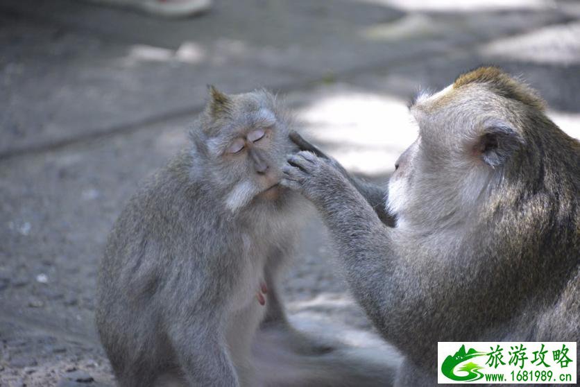 巴厘岛有哪些景区 巴厘岛有哪些好吃的 巴厘岛有哪些景区 巴厘岛有哪些好吃的