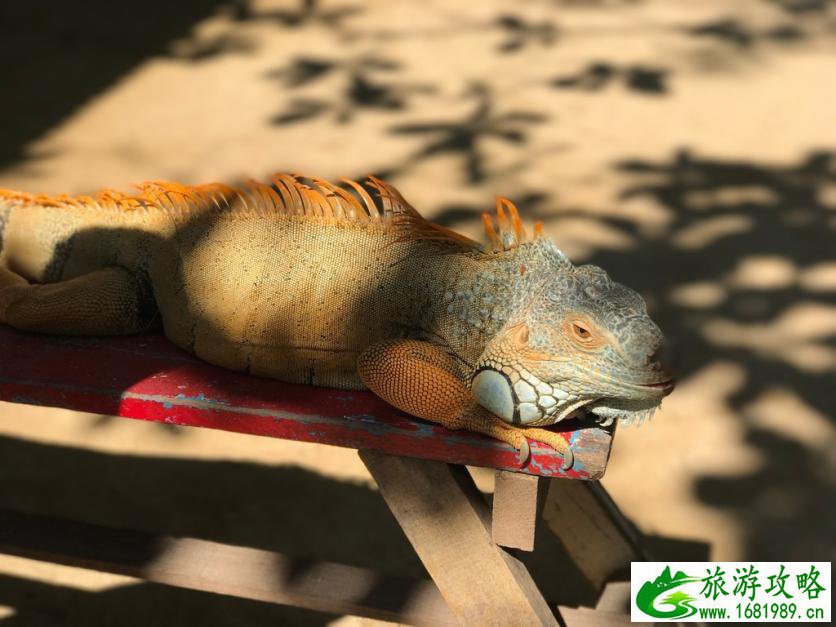 巴厘岛有哪些景区 巴厘岛有哪些好吃的 巴厘岛有哪些景区 巴厘岛有哪些好吃的