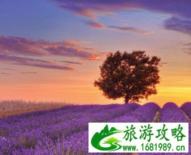 伊犁薰衣草基地旅游攻略2017 伊犁薰衣草基地旅游攻略2017