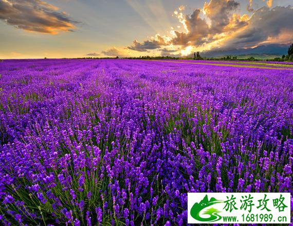 伊犁薰衣草基地旅游攻略2017 伊犁薰衣草基地旅游攻略2017