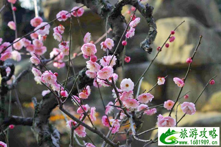 杭州旅游景点安排 杭州好玩的景点有哪些 在哪儿 杭州旅游景点安排 杭州好玩的景点有哪些 在哪儿