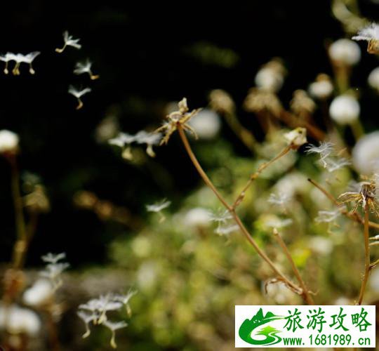 以色列有什么好玩的 以色列有什么旅游景点