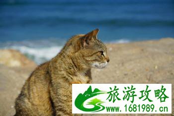 以色列有什么好玩的 以色列有什么旅游景点