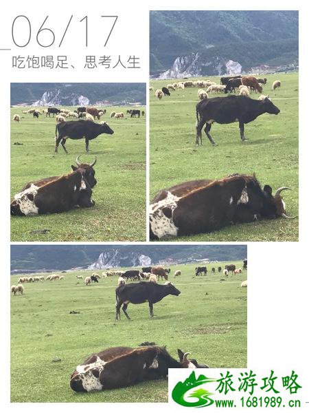 丽江香格里拉自助游攻略2017 丽江香格里拉自助游攻略2017